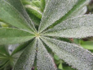 Dewy foliage