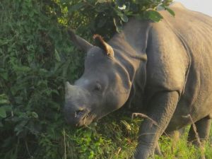 First rhino sighting