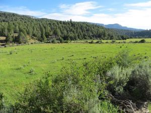 First few miles of The Narrows trail led us through open meadowy areas.