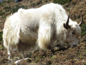 White Yak