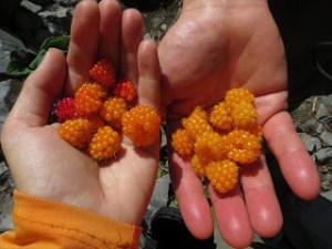 Salmon berries