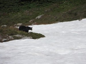 First bear sighting