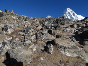 No more vegetation around