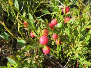 Good berry season