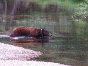 First Yosemite bear sighting