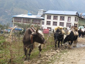 Dzo - hybrid of Yak and cattle