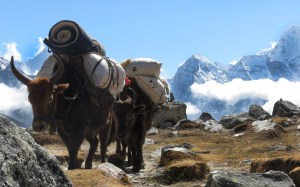 Himalayan traffic