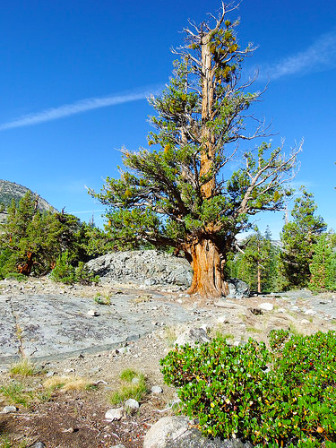 Trail near Piutte Pass Junction