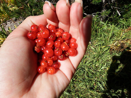 Score! A handful of wild currants, our only source of fresh fruit along the trail. 