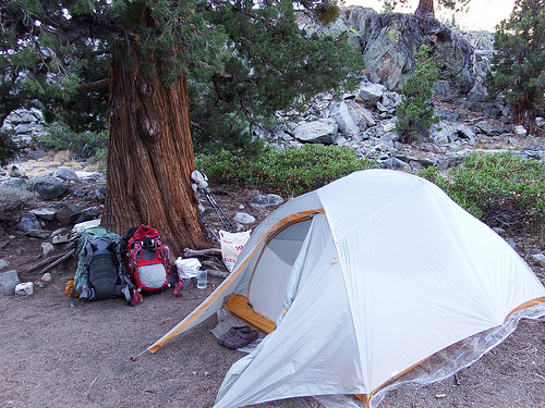 Flat campsite under a beautiful tree. The simple things that make backpackers happy.