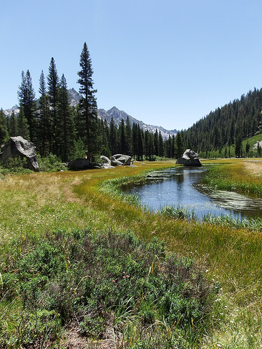 The trees are getting taller