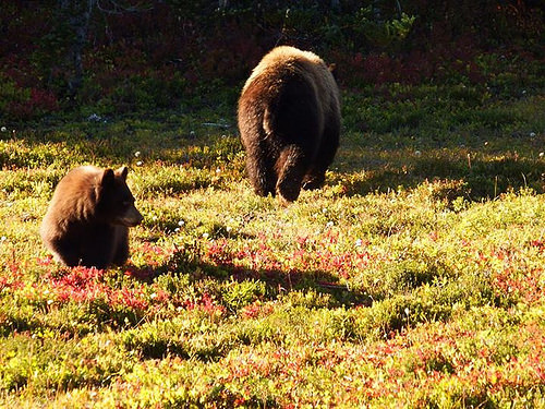 Mama bear and two cubs were feeding on blueberries few feet from the trail. 
