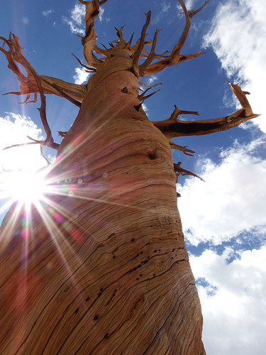 Beautiful Foxtail pine