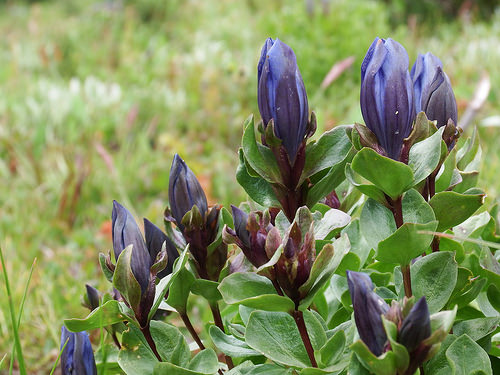 Beautiful mountain gentians