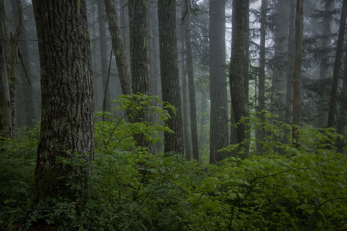 Misty forest at the lower part of the trail up to Lake of Angels