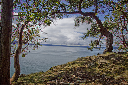 Beautiful Madrona trees