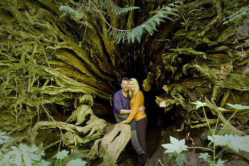 Remnant of a giant old growth tree