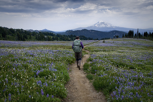 Walking the trail when the flowers are out is such a treat.