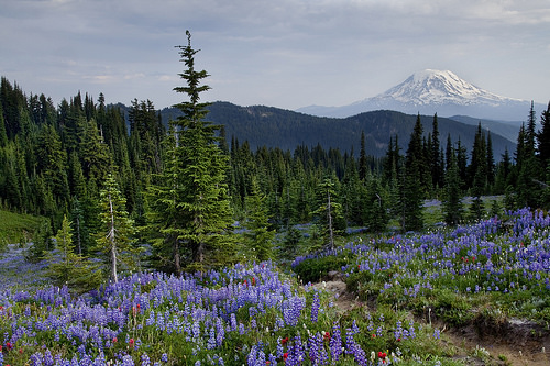 View literally 20 ft from our camp.  I wish you could smell the flowers.