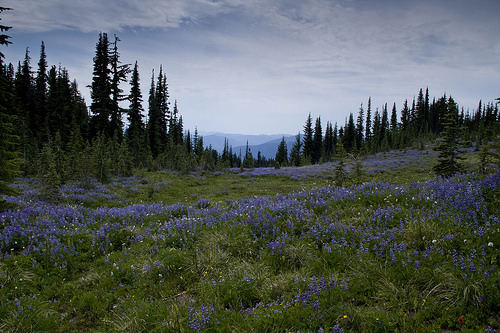 Purple meadows of Snowgrass Flats