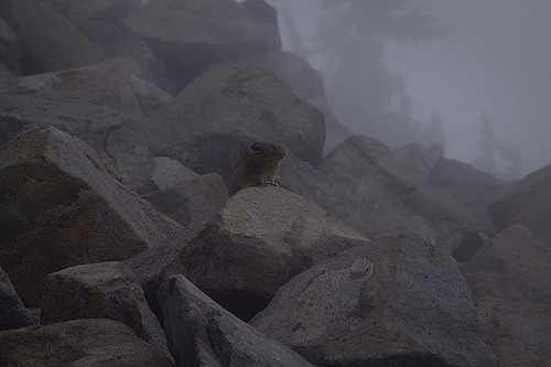 Pikas are usually shy but they can be seen along the trail if you are lucky. Mountain goats are also frequently spotted. 