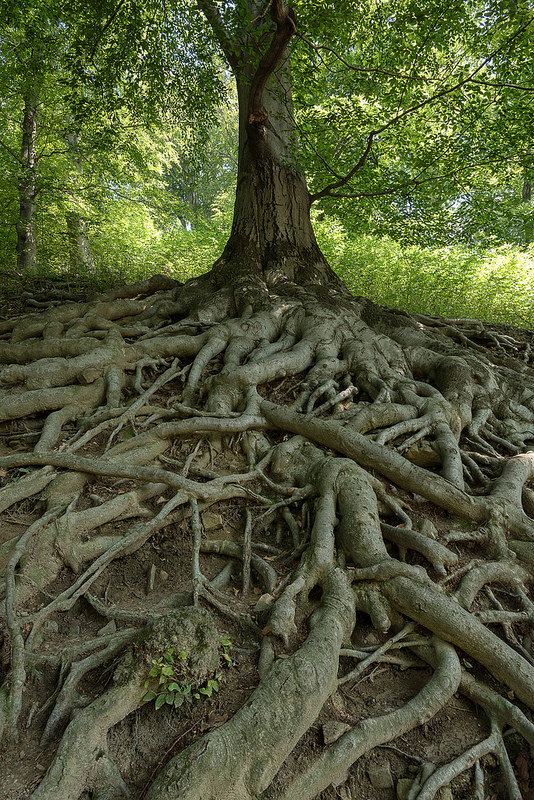 28949679931_863010c788_c